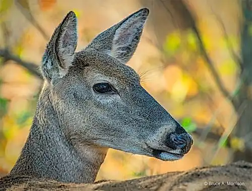 u0022White-tail Doeu0022 - photograph - © Bruce A. Morrison